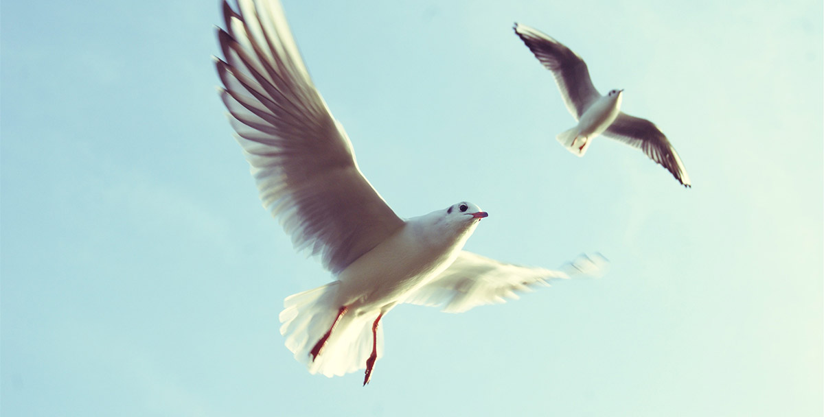 Seagulls